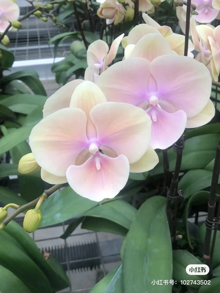 【黄袍】蝴蝶兰花苗3.5寸苗子，不带花剑，基地直发优质苗