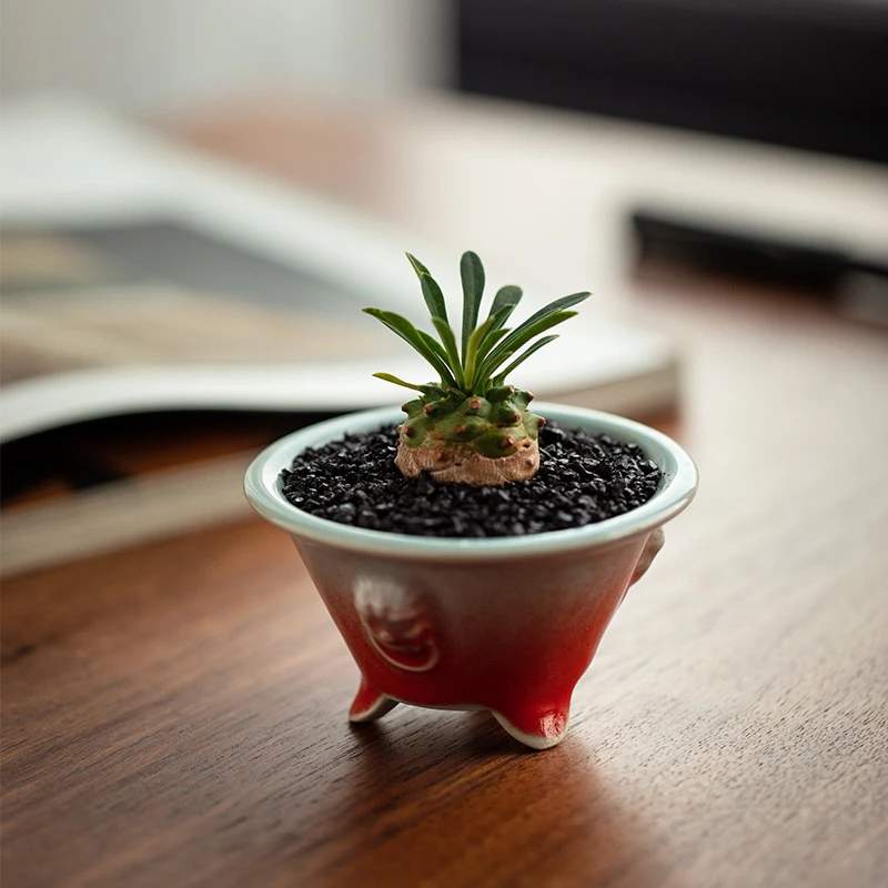 多肉植物稀有植物 室内桌面 精品小菠萝峨眉山一颗裸根夏季会脱叶