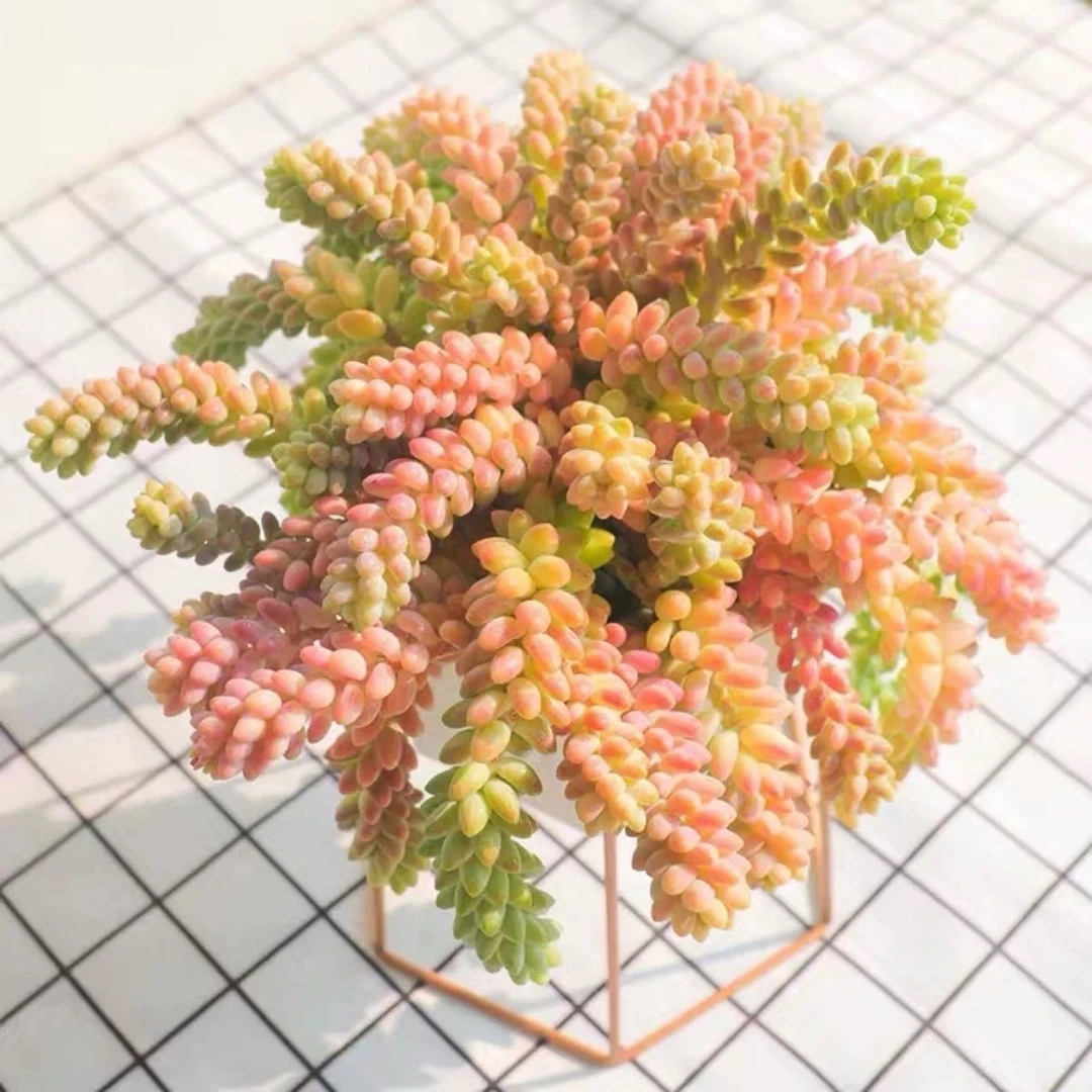 彩虹玉坠多肉，以直播间展示为主