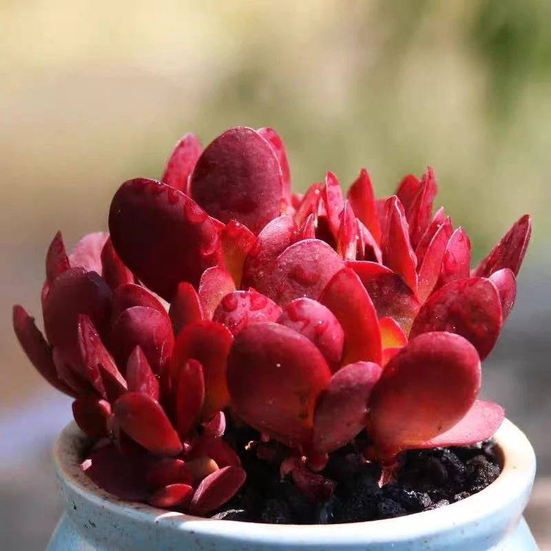 （满15包邮发货）紫蝶多肉，以直播间展示为主