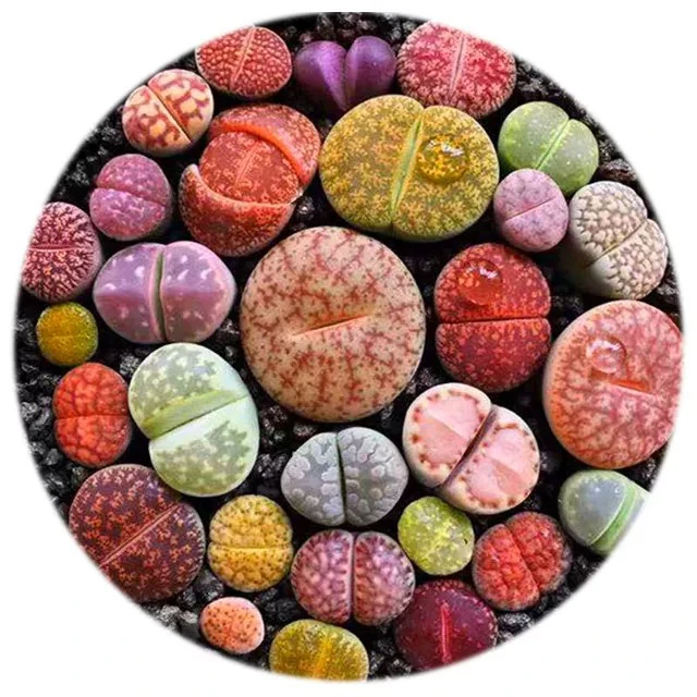 【满15元包邮】方盆生石花小颗粒