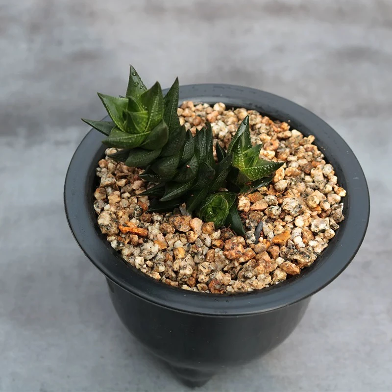 龙爪九轮塔百合科十二卷属仙人球仙人掌绿植稀有贵货新款组合盆栽