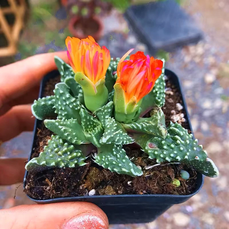 凑满15元包邮狂澜怒涛多肉喜光 不带花包，