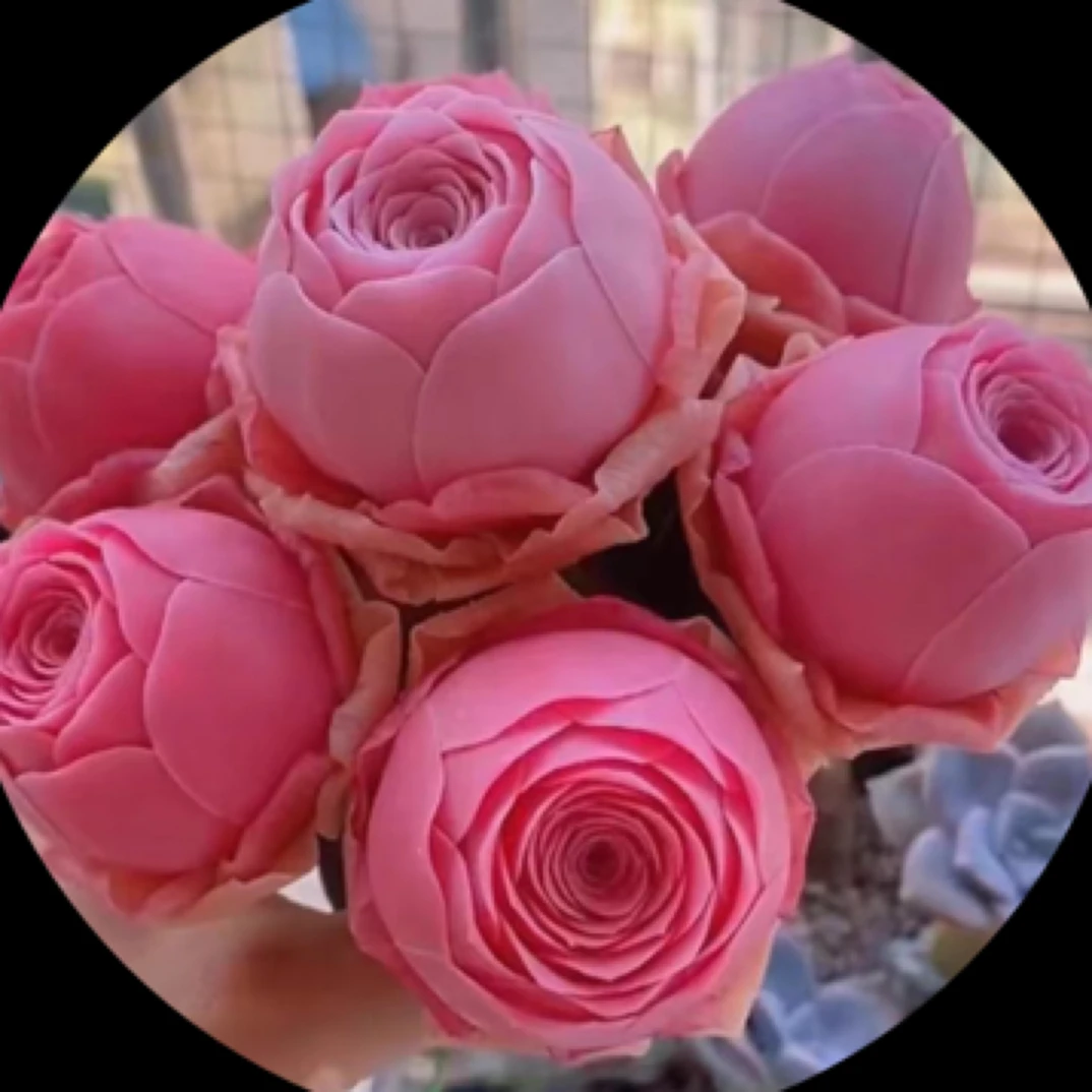 大颗山地玫瑰无土大马卡龙吸色山地玫瑰多肉一颗