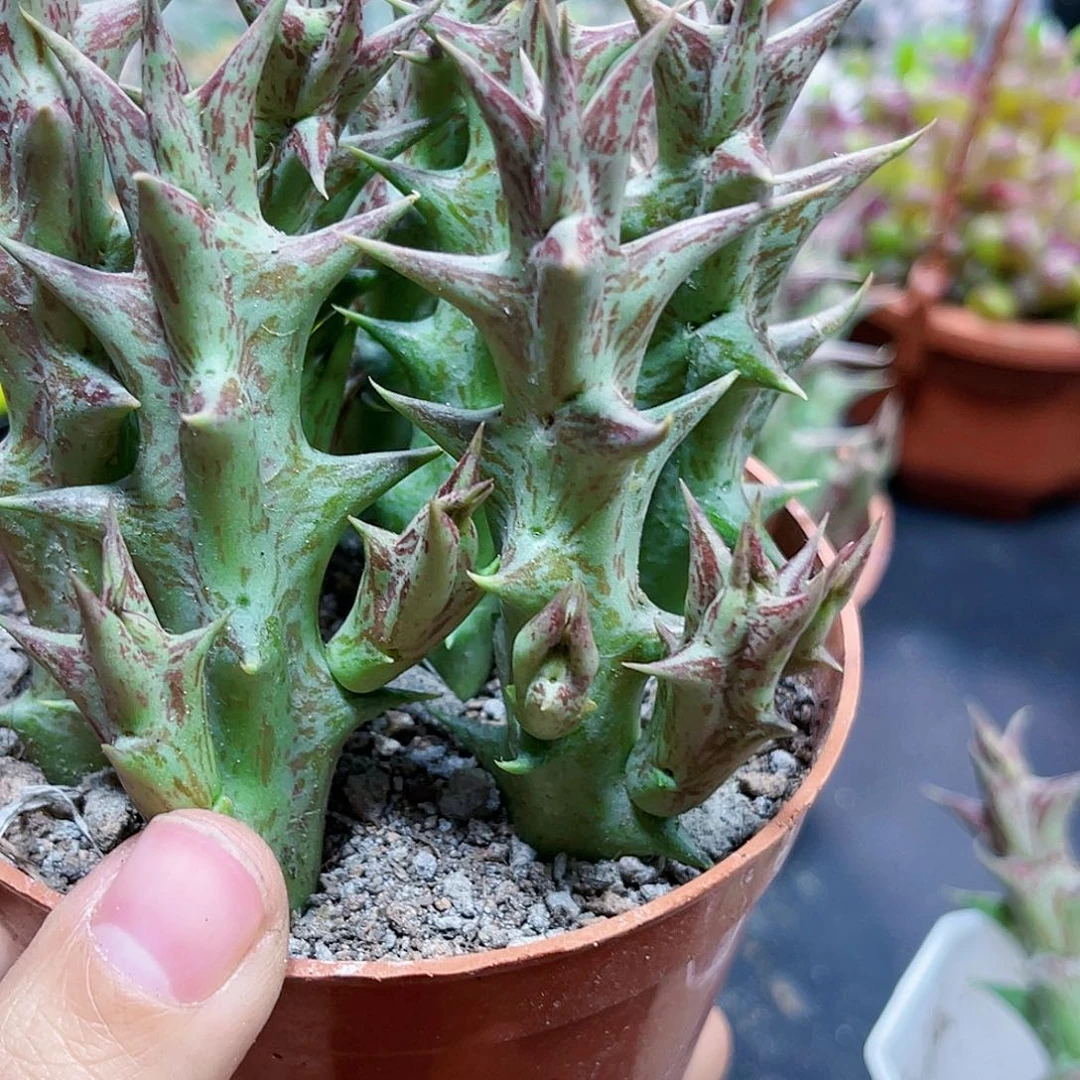 整盆紫龙角多肉，一直播间为主