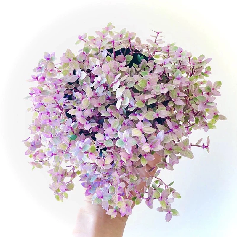 【满15元包邮】胭脂云多肉6公分方盆盆口一盆