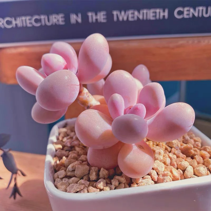 （满15元包邮）老桩两头桃蛋多肉，以直播间展示为准