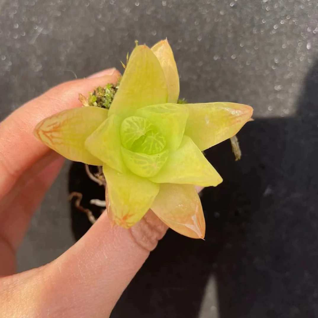 黄金玉露多肉植物盆栽 好养玉露黄金凝脂菊肉肉多肉盆栽绿植