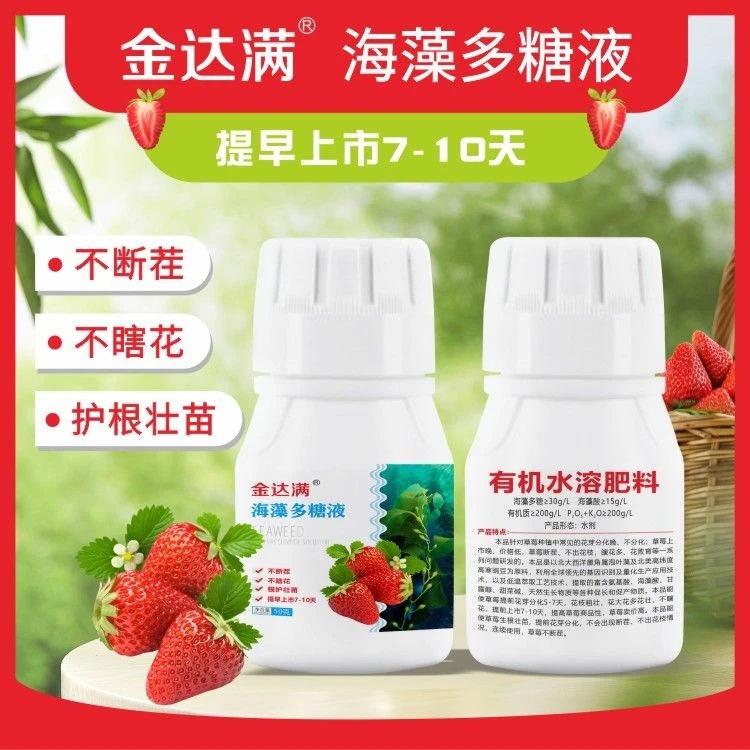 金达满海藻多糖叶面肥促进草莓花芽分化保花保果不瞎花不落果