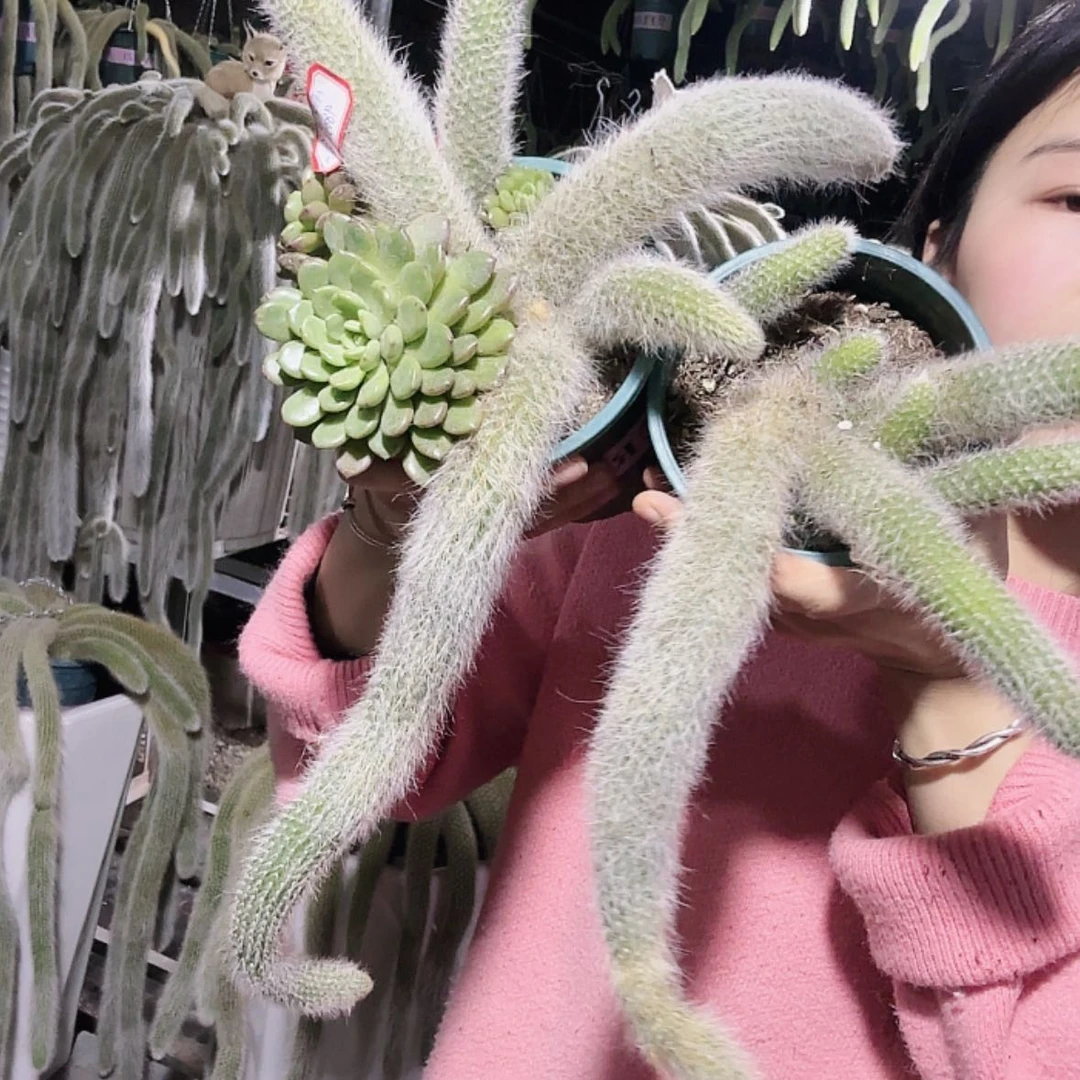 【闪购商品】九尾狐精品大颗