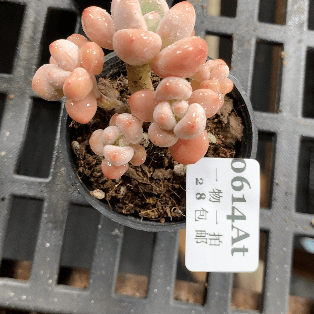 5厘米盆精控多肉614