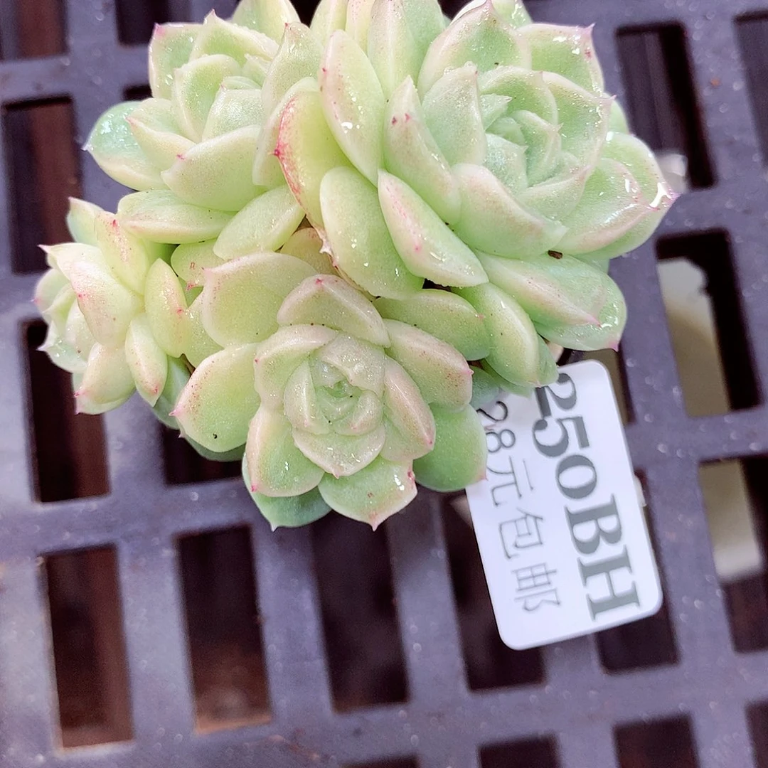 5厘米盆精控多肉250