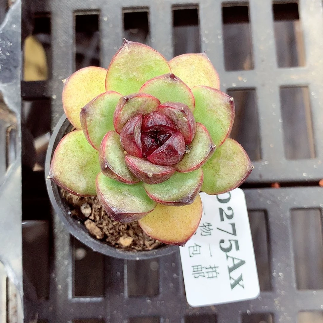 5厘米盆精控多肉275