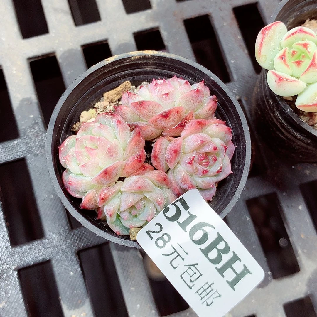 5厘米盆精控多肉516