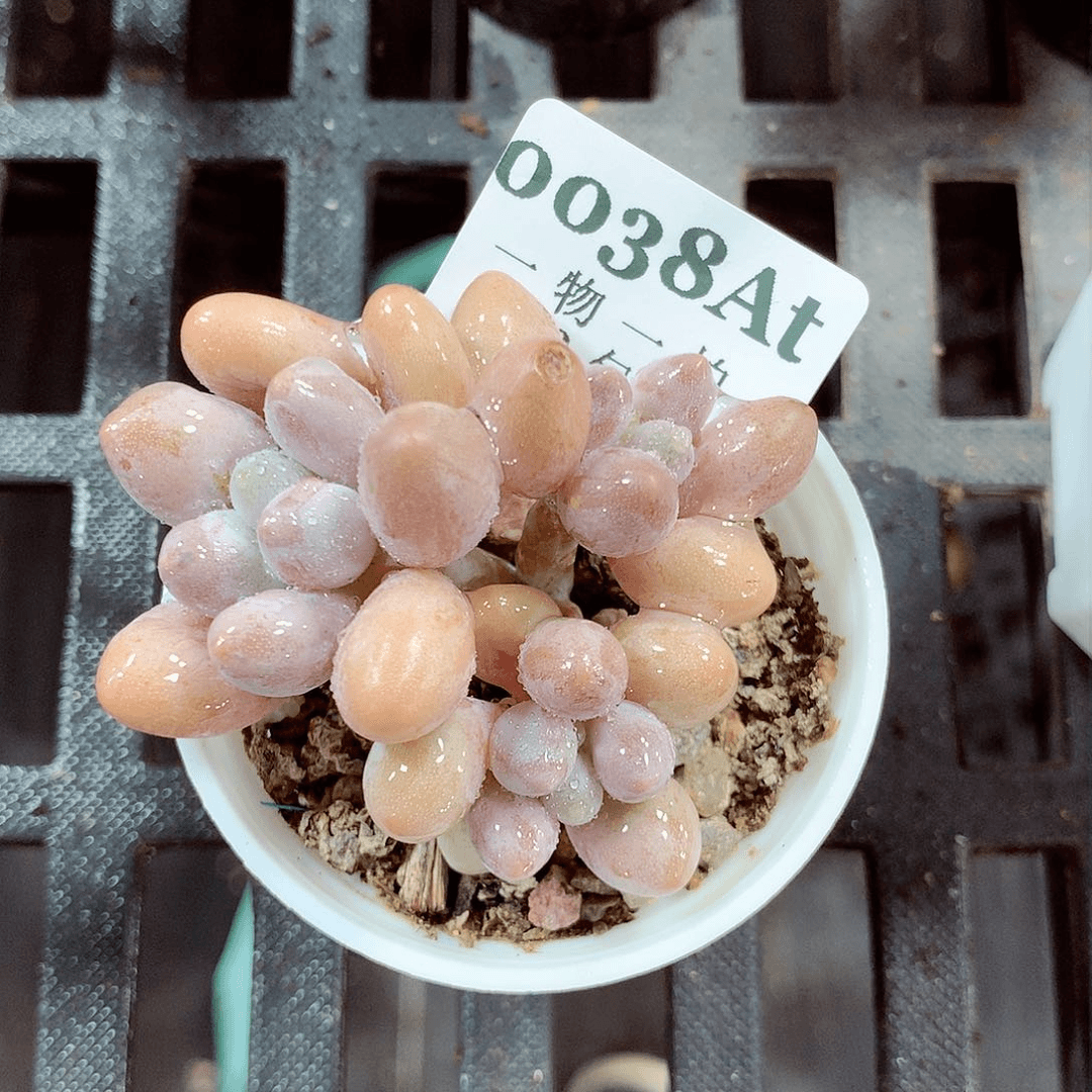 5厘米盆精控多肉038