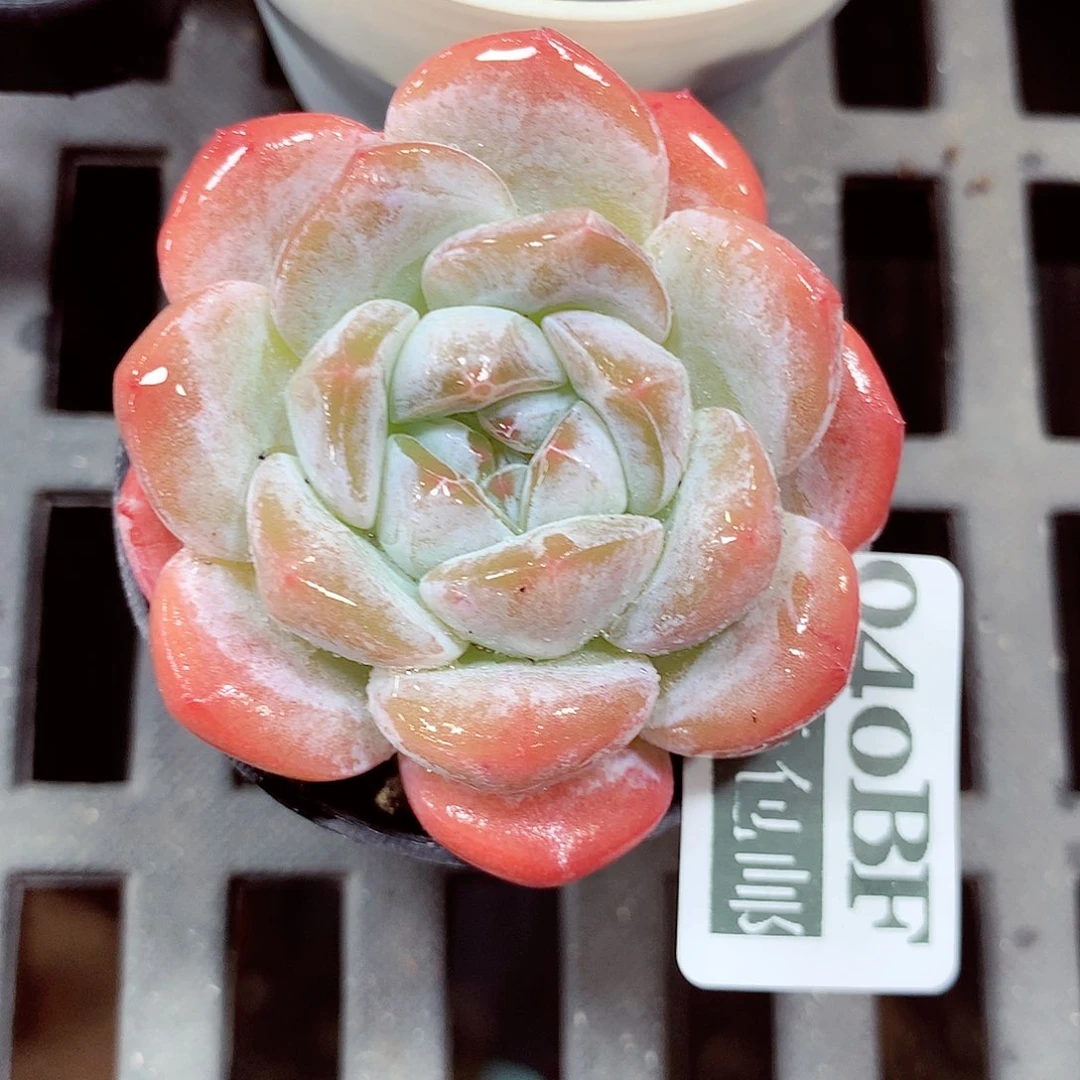 5厘米盆精控多肉040