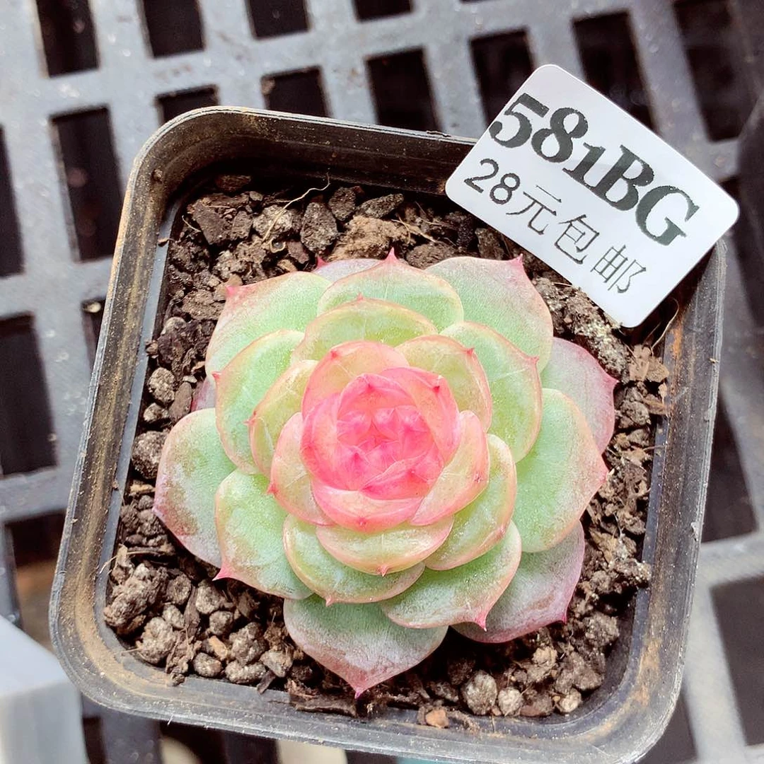 5厘米盆精控多肉581