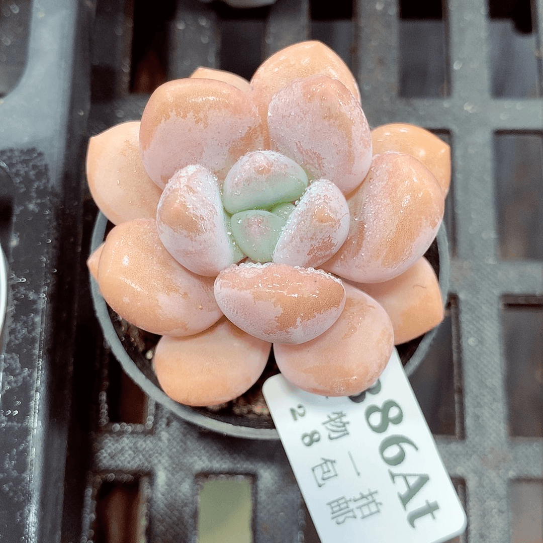 5厘米盆精控多肉386