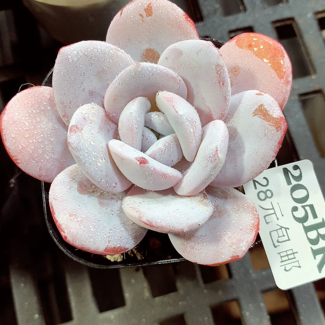 5厘米盆精控多肉205