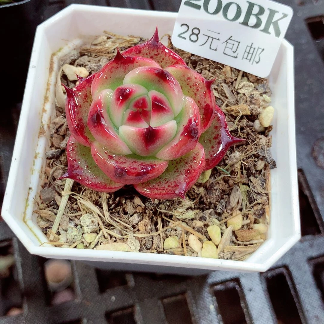 5厘米盆精控多肉200