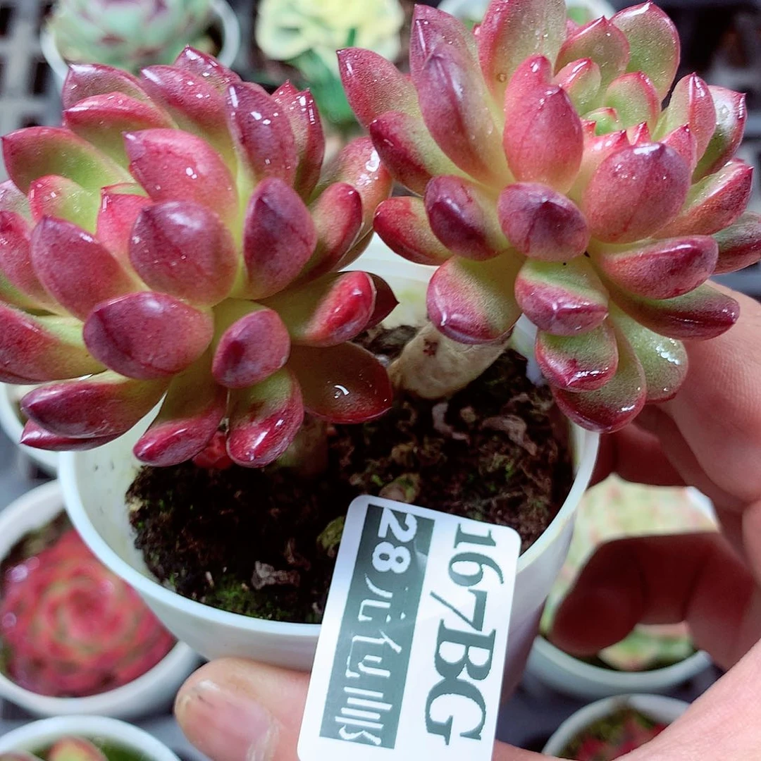 5厘米盆精控多肉167