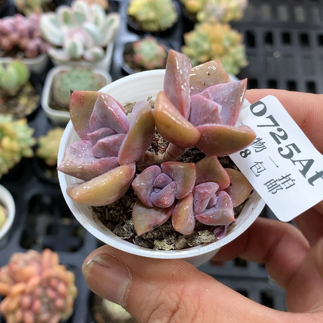 5厘米精控多肉725