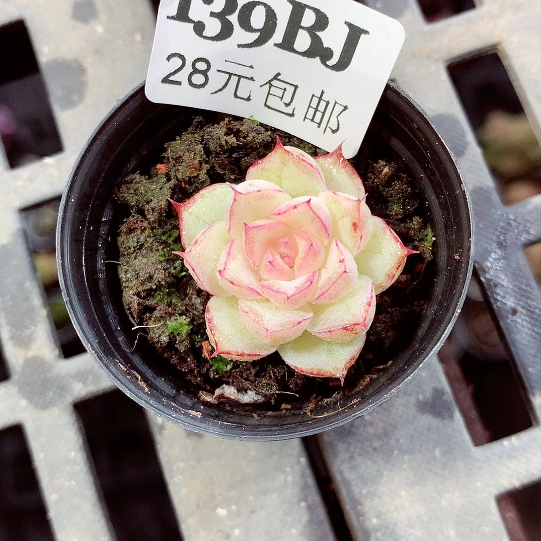 5厘米盆精控多肉139