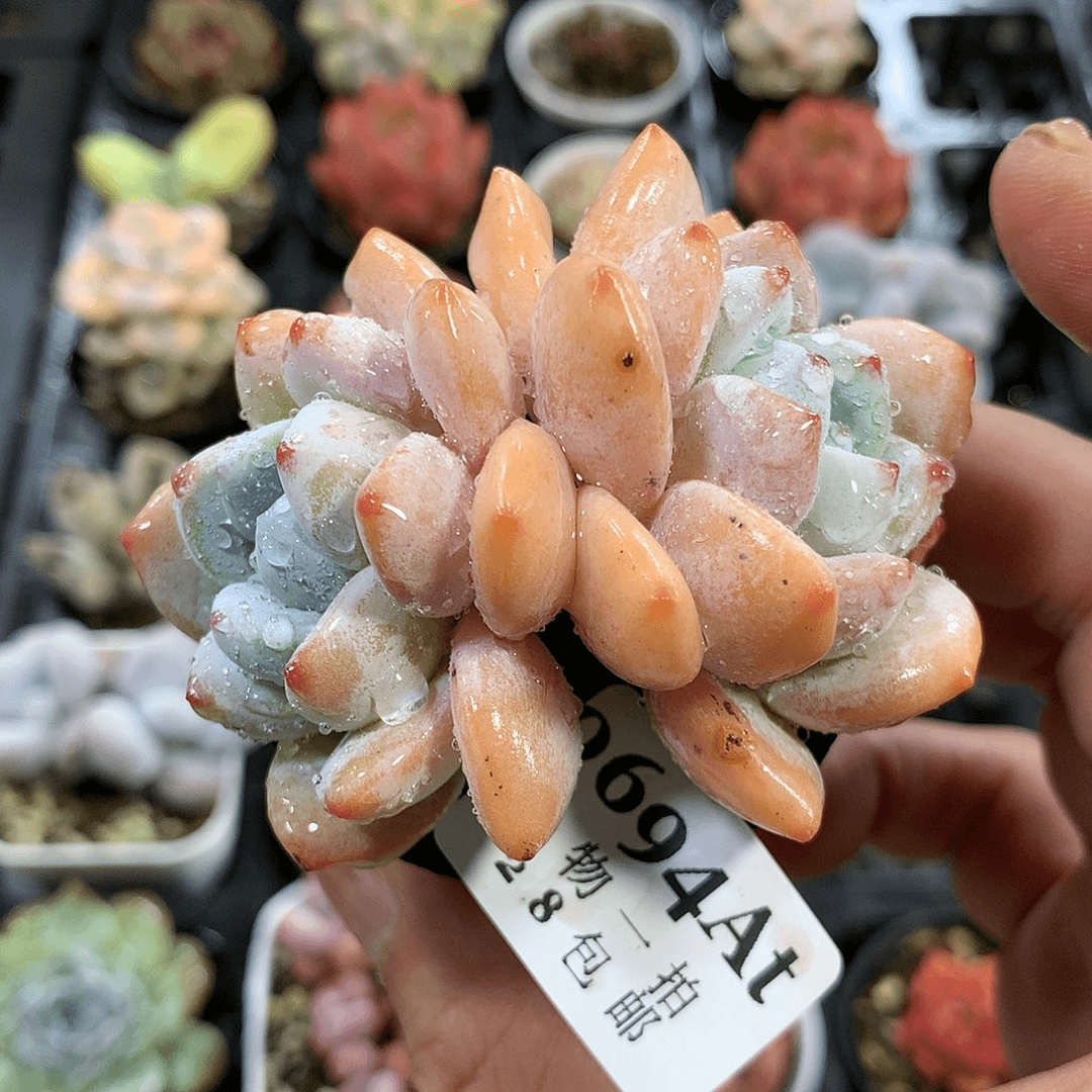 5厘米精控多肉694