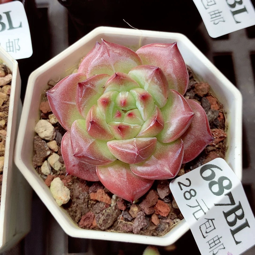 5厘米盆精控多肉687