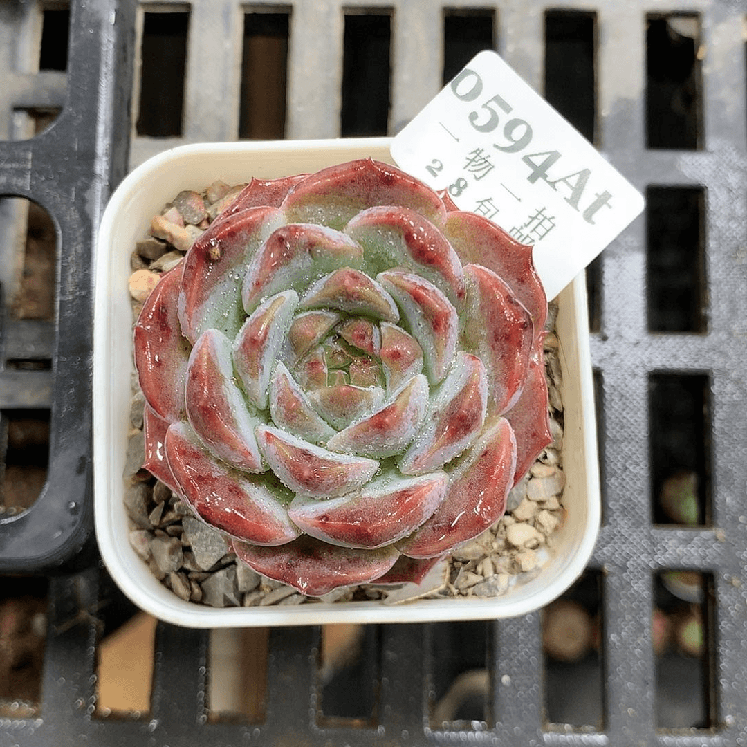 5厘米盆精控多肉594