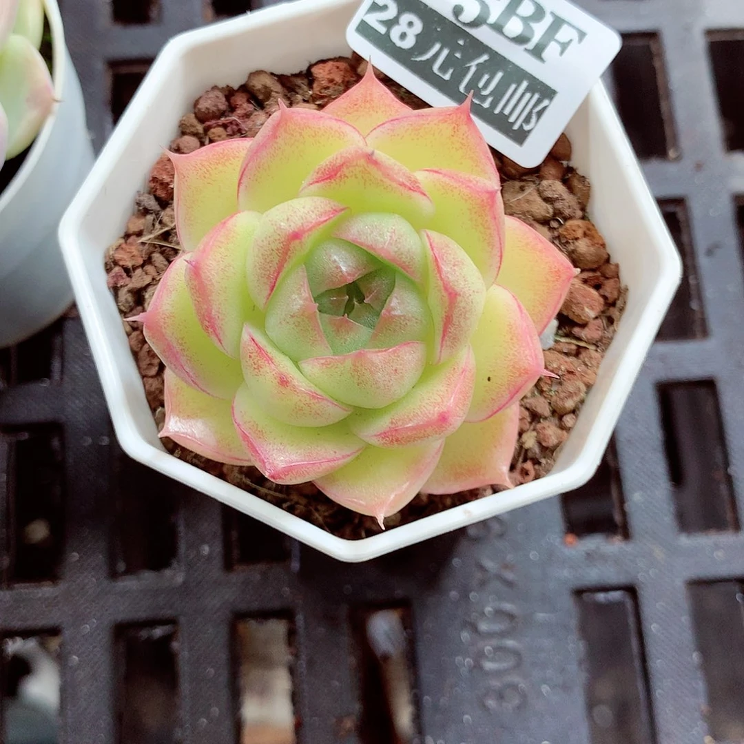 5厘米盆精控多肉365