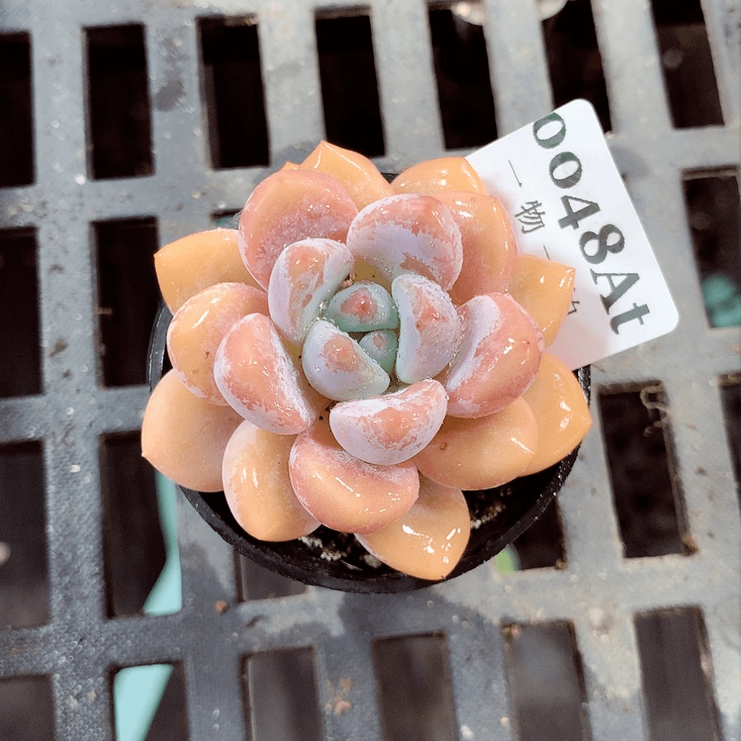 5厘米盆精控多肉048