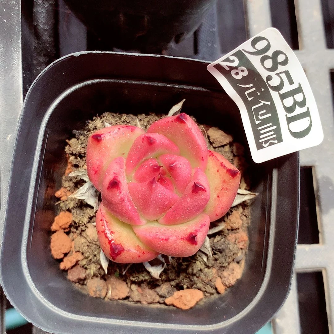 5厘米盆精控多肉985