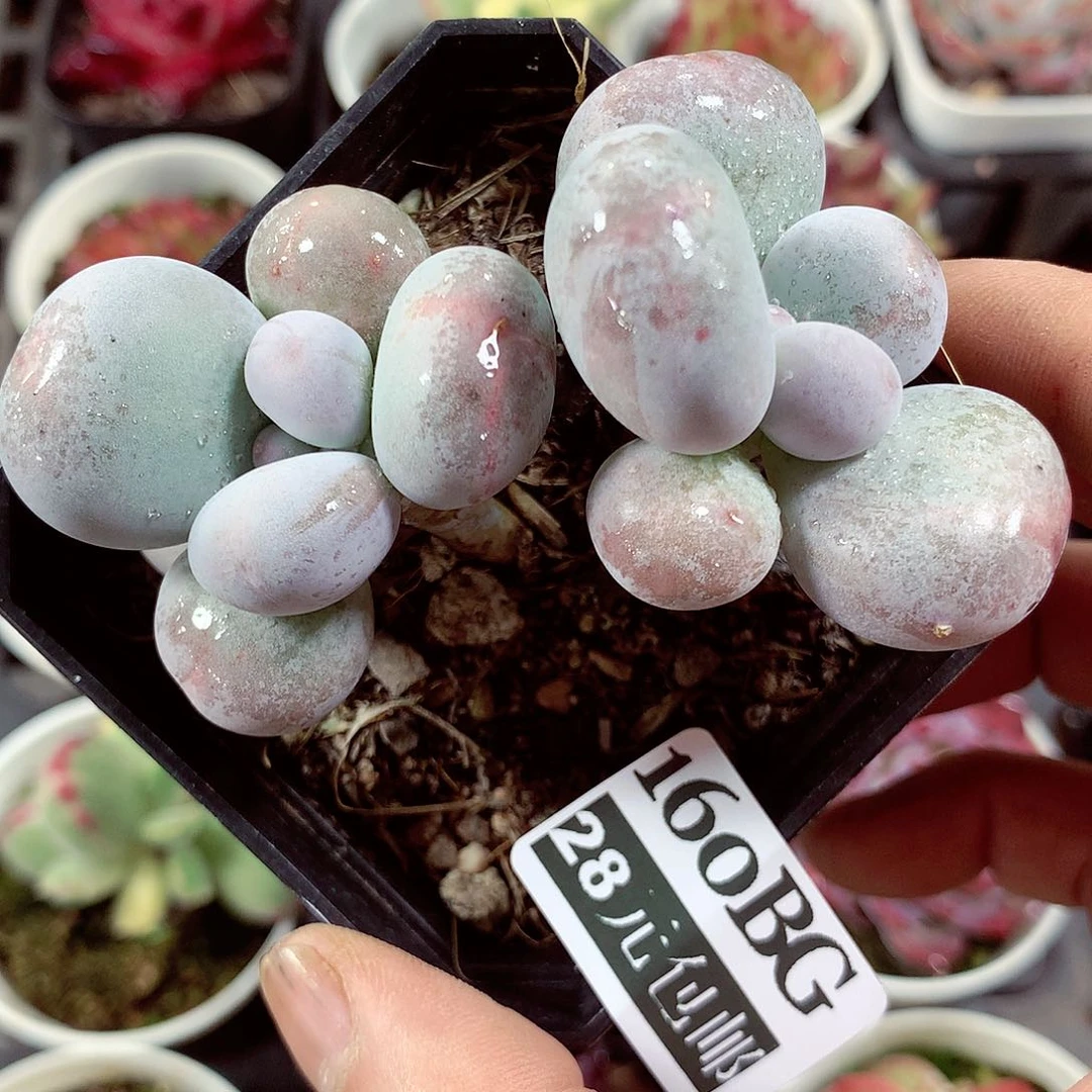 5厘米盆精控多肉160