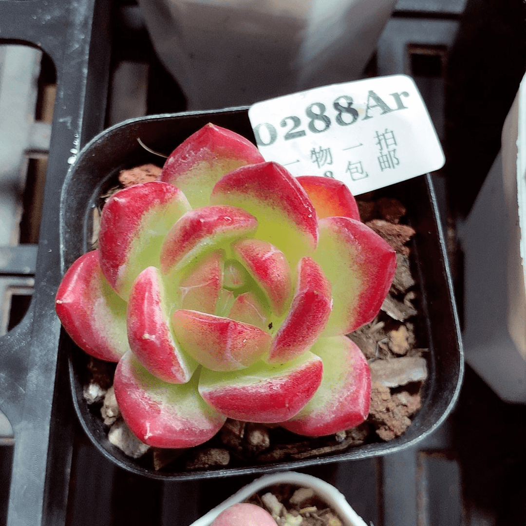 5厘米盆精控多肉288
