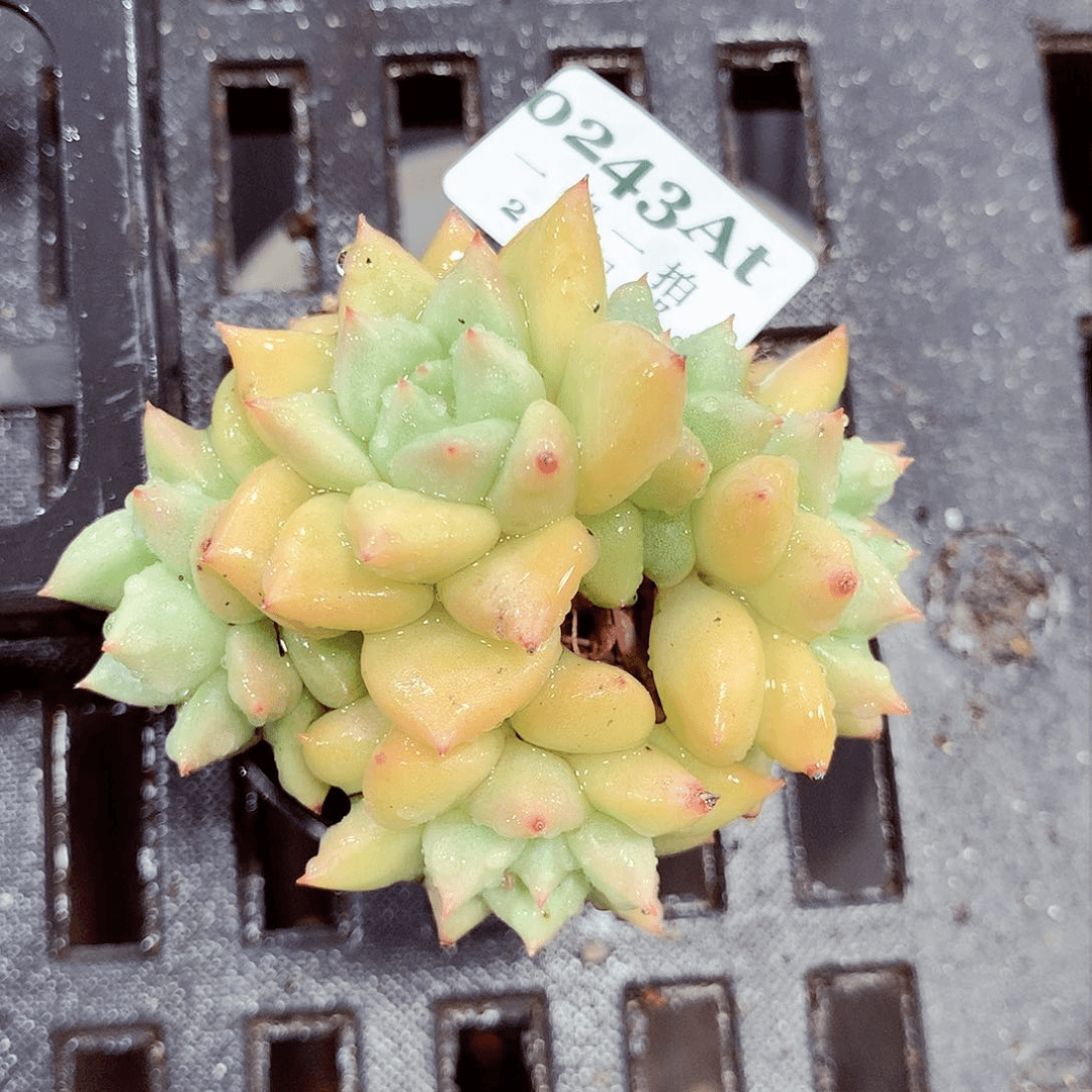 5厘米精控多肉植物243