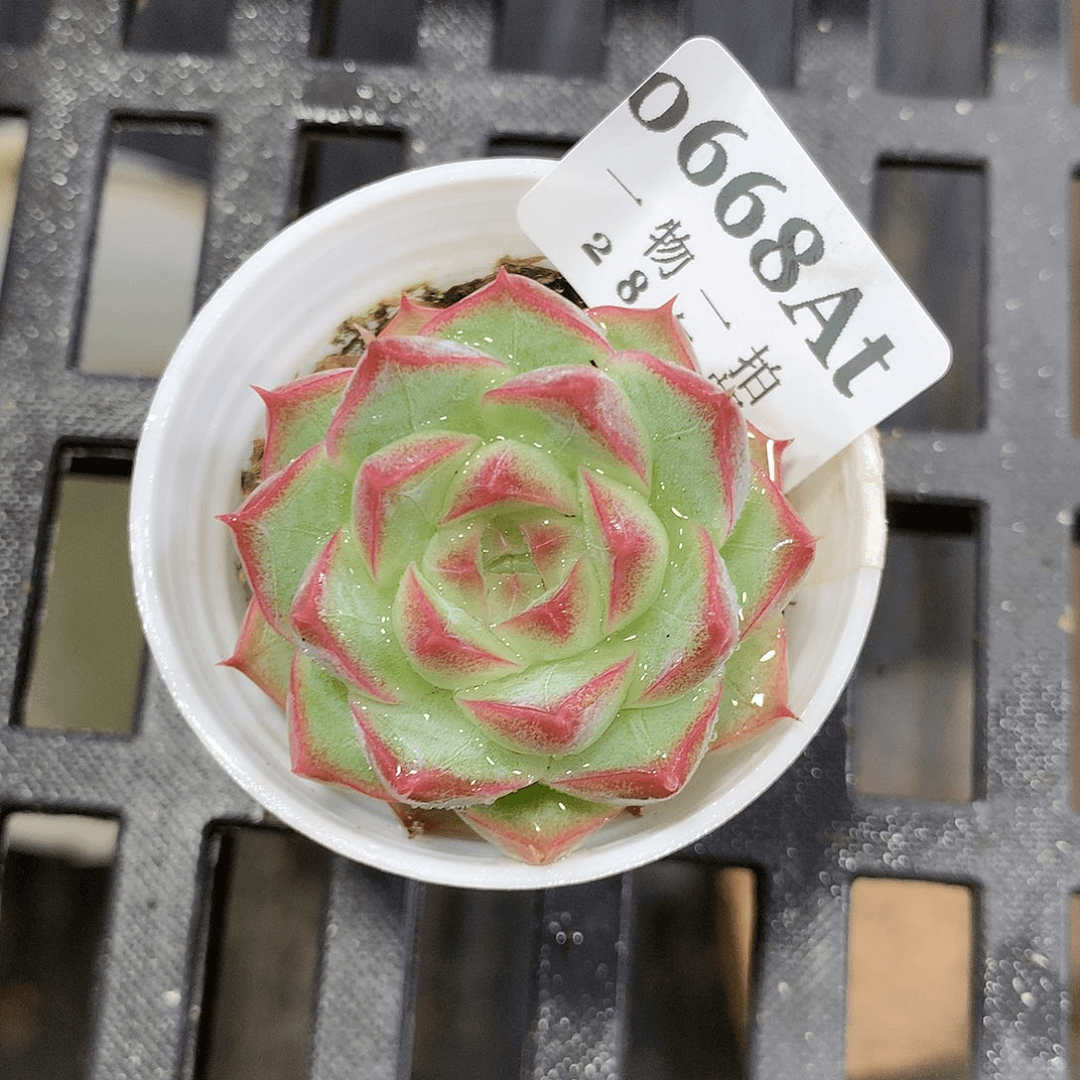 5厘米精控多肉668