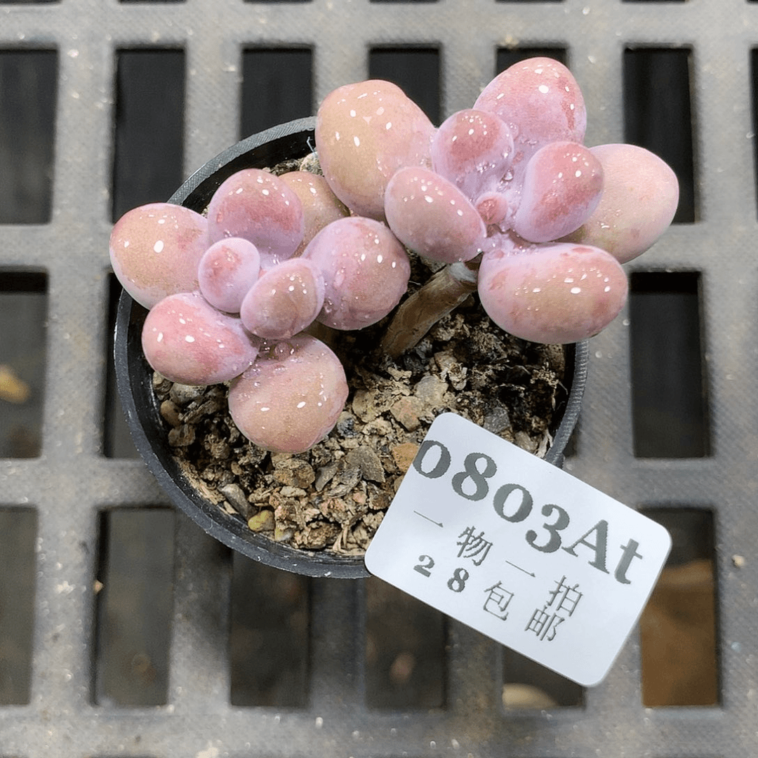 5厘米盆精控多肉803