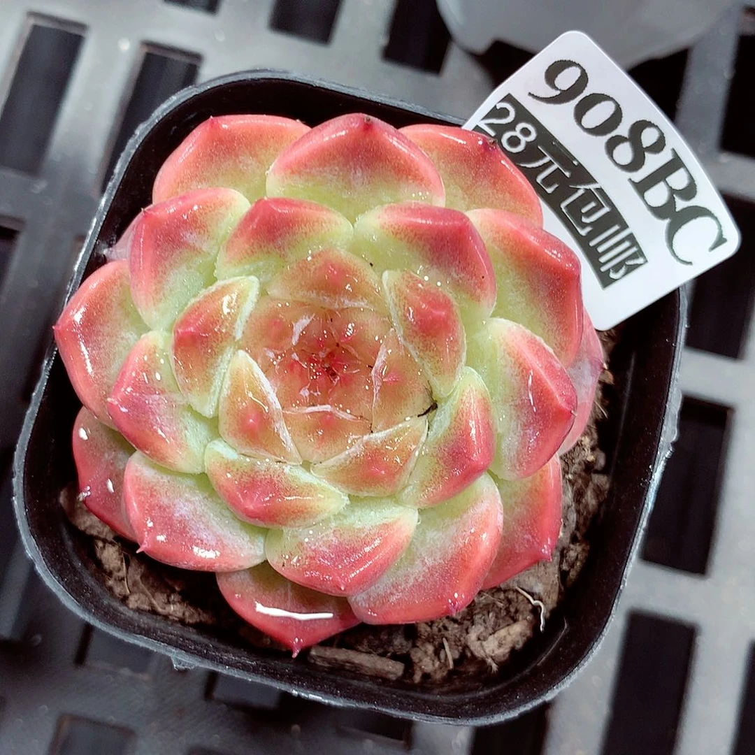 5厘米盆精控多肉908