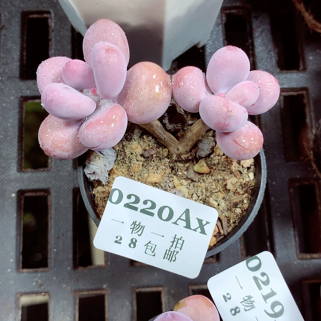 5厘米盆精控多肉220