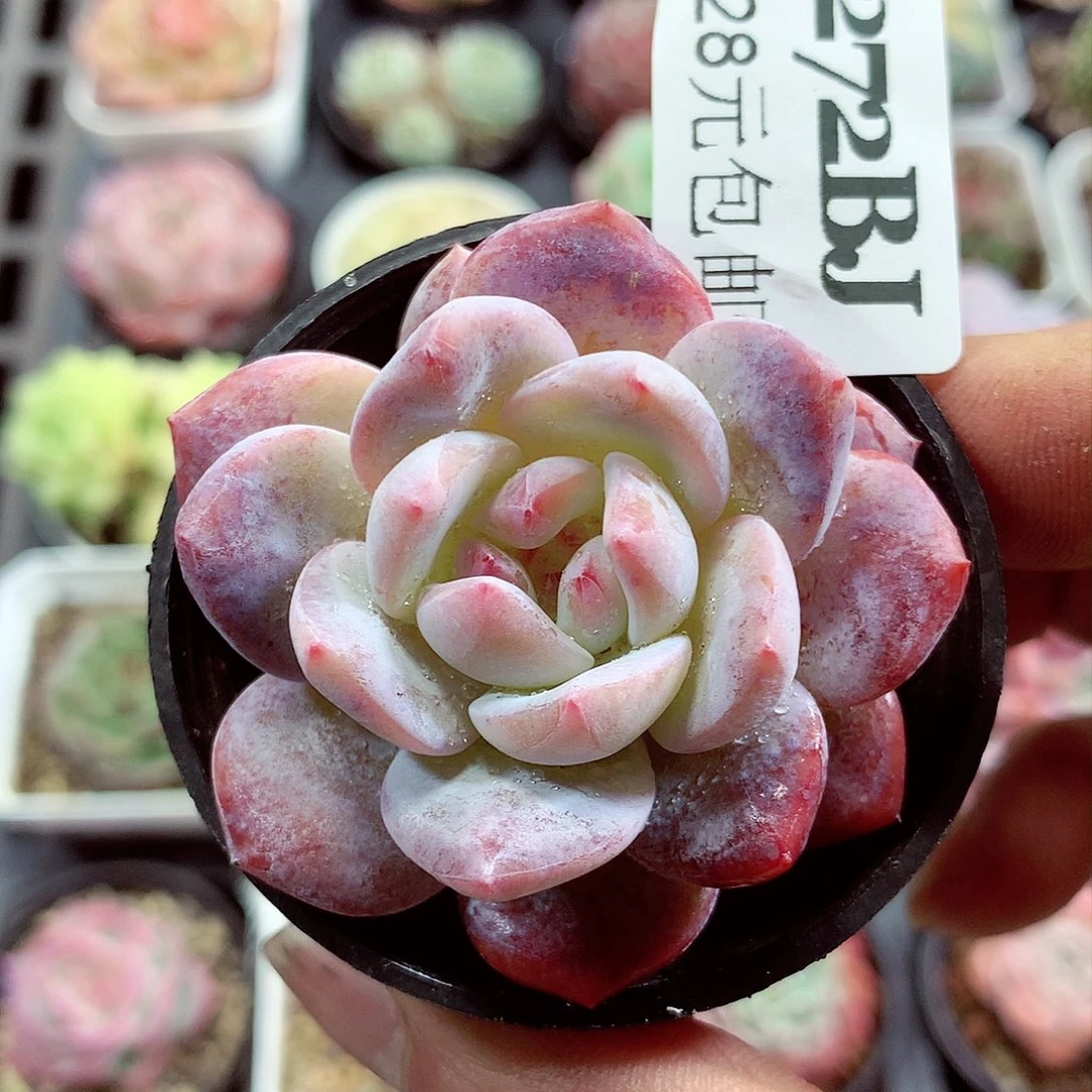 5厘米盆精控多肉272