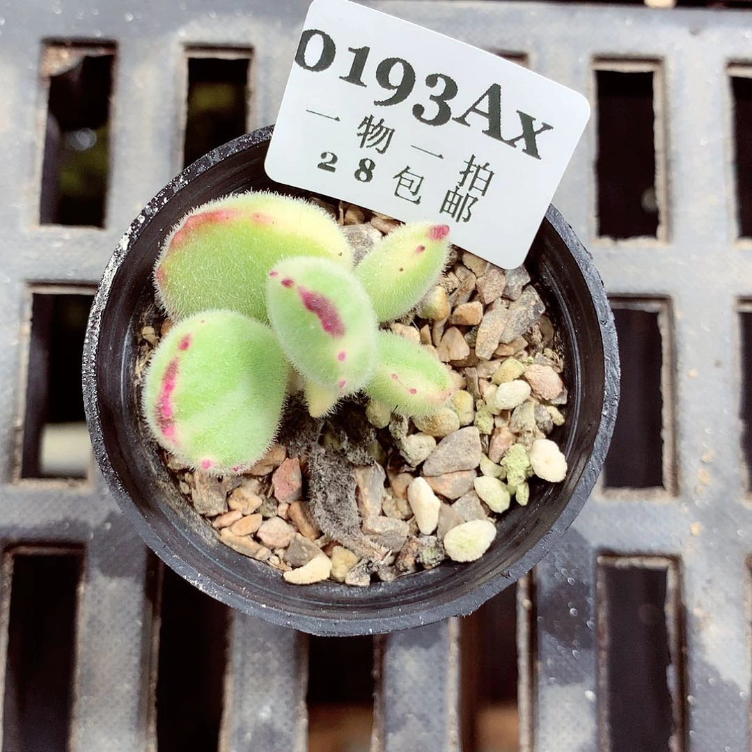 5厘米盆精控多肉193