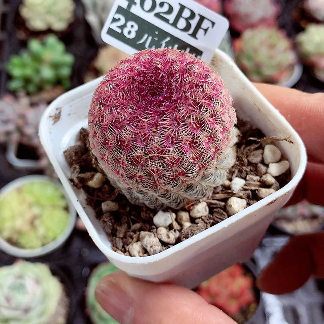 5厘米盆精控多肉462