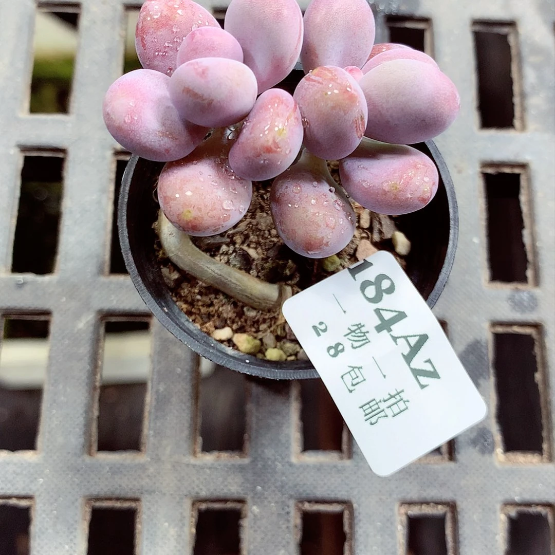 5厘米盆精控多肉184
