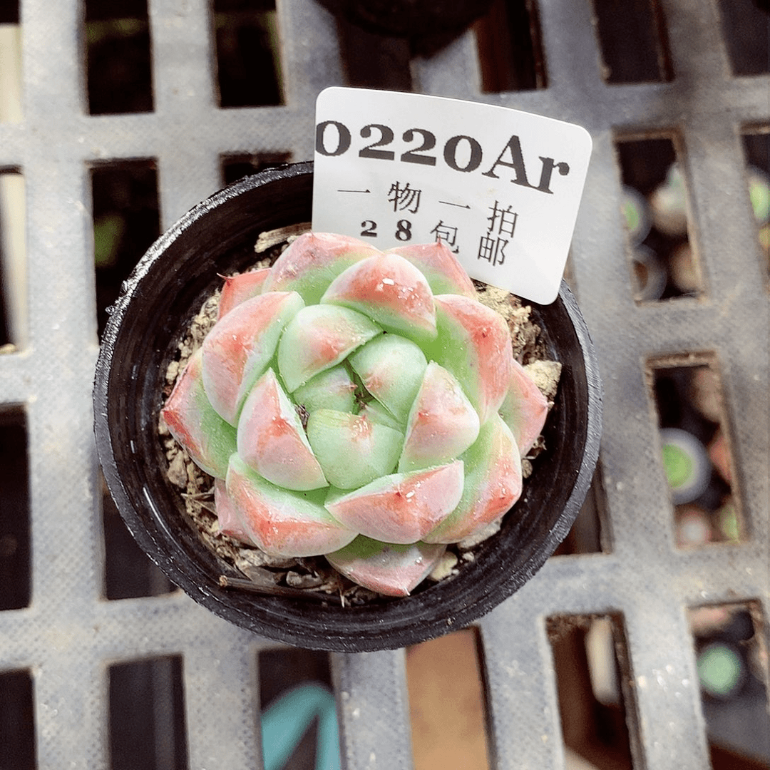 5厘米盆精控多肉220