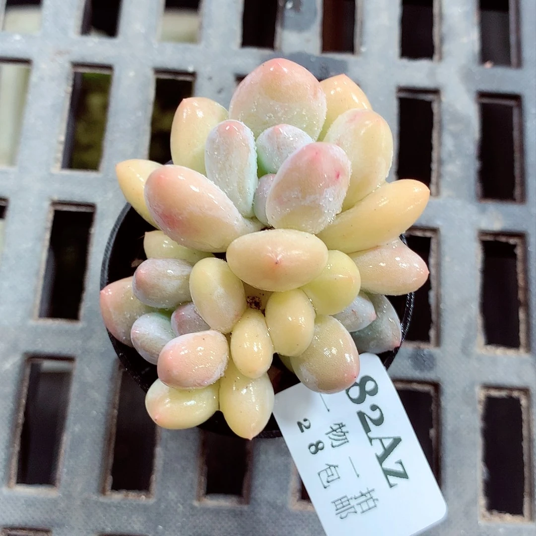 5厘米盆精控多肉181