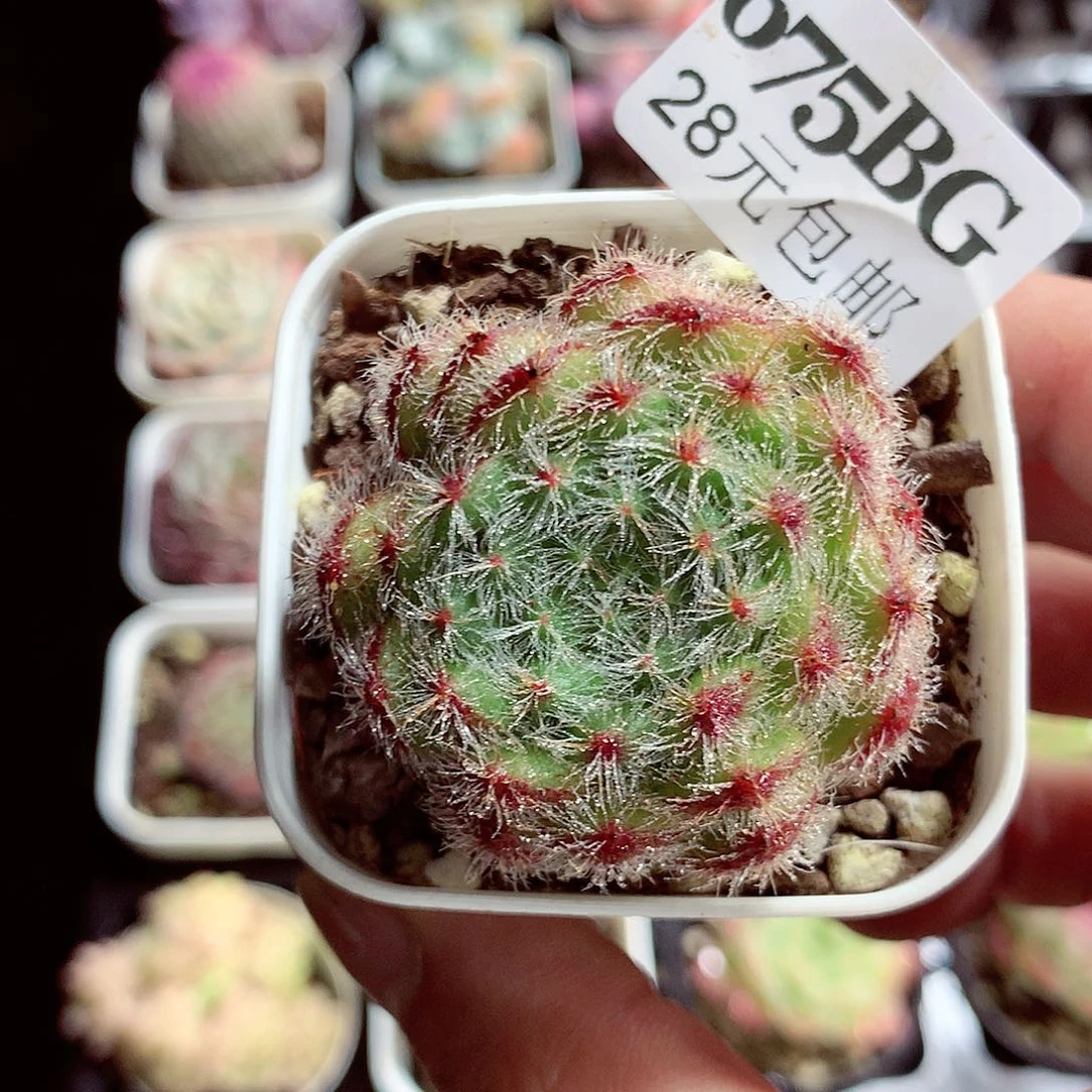 5厘米盆精控多肉675