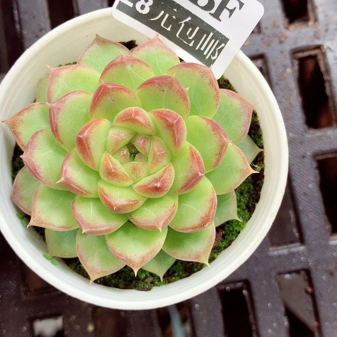 5厘米盆精控多肉367