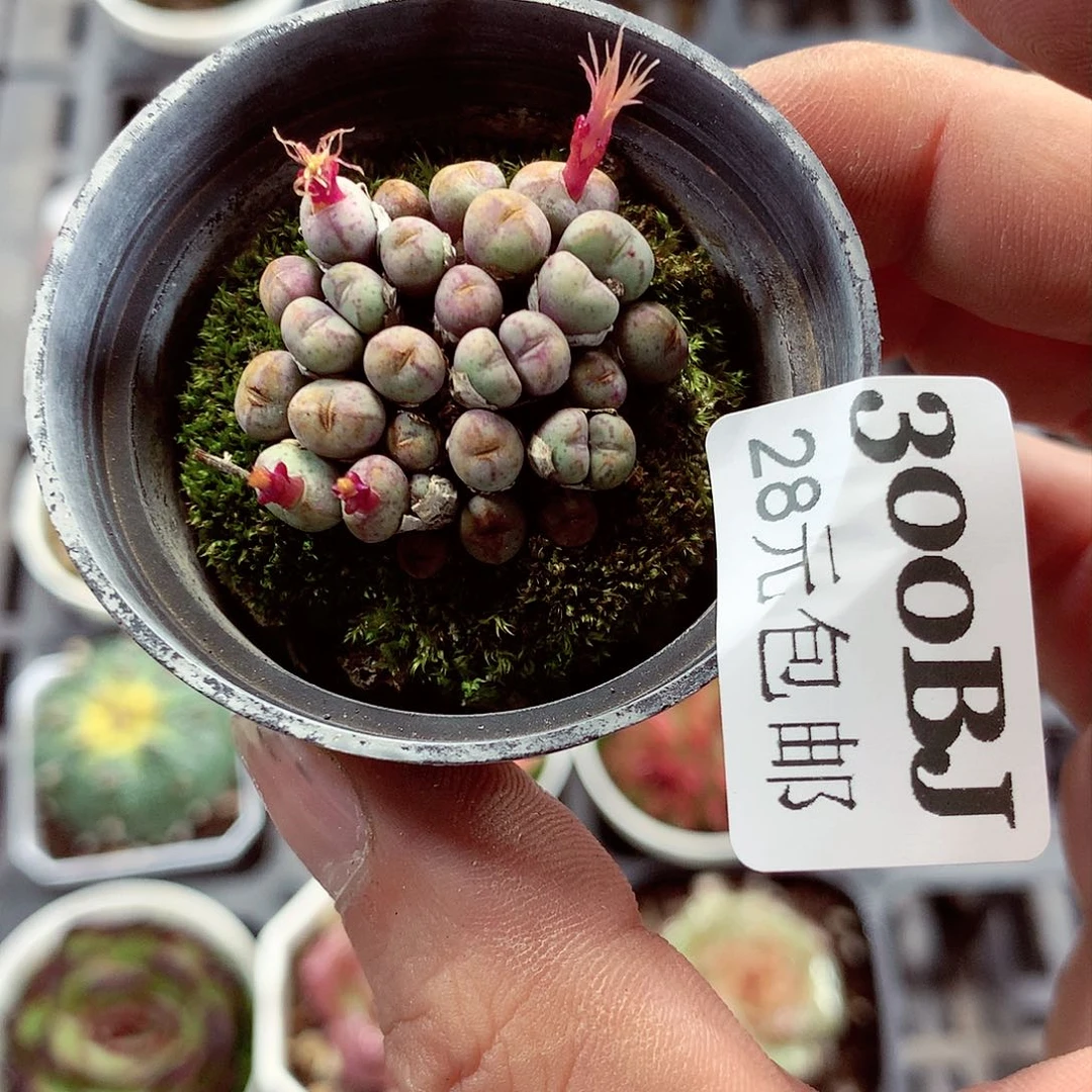 5厘米盆精控多肉300