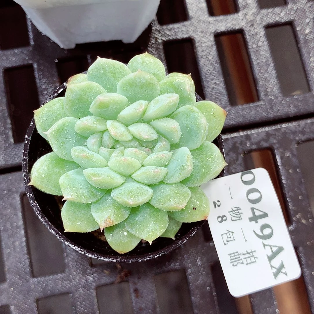 5厘米盆精控多肉049